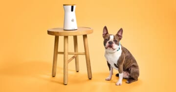Best Selling Pet Products on Amazon